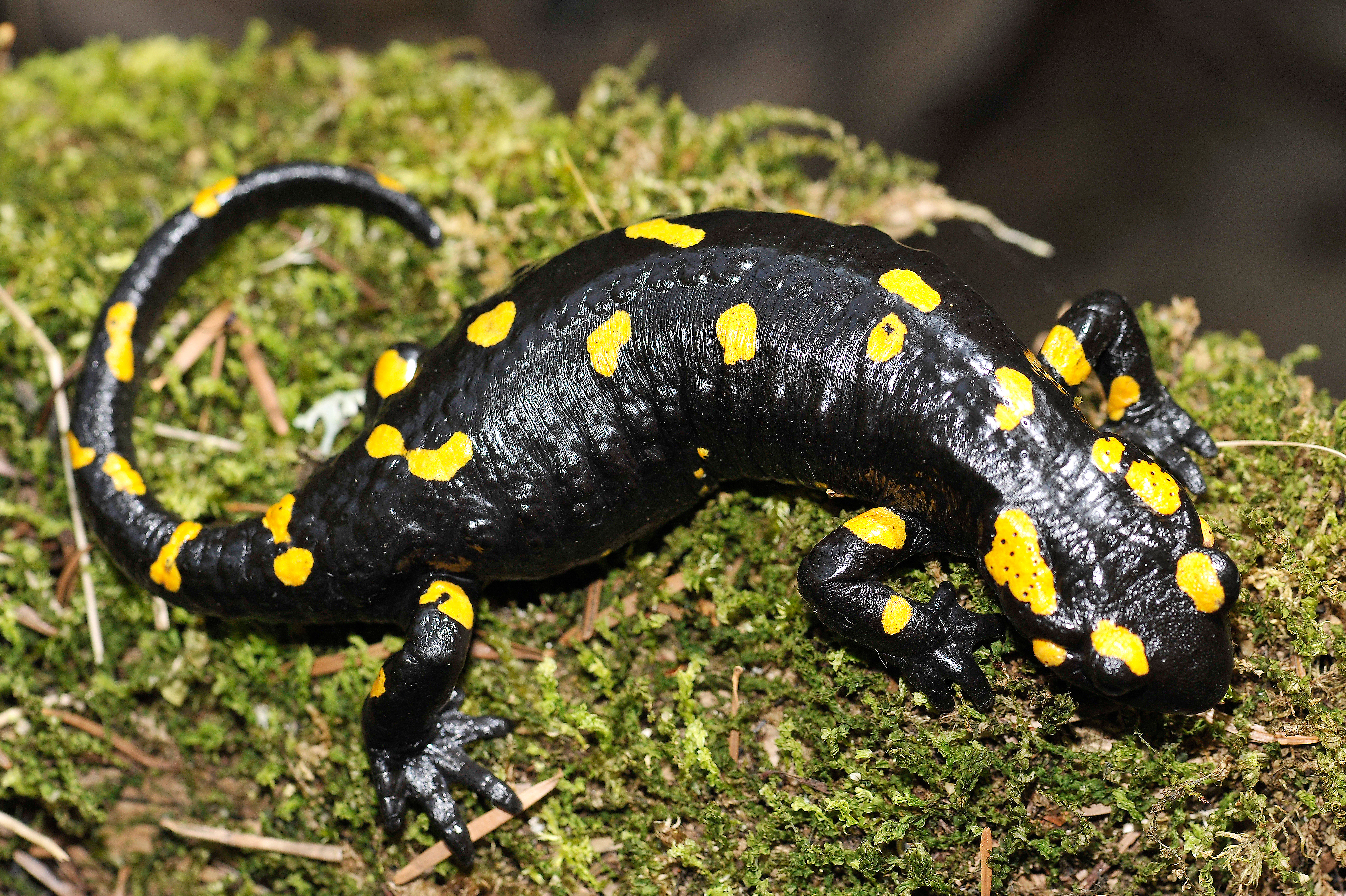 SALAMANDRA PLAMISTA(Salamandra )_C.Korkosz