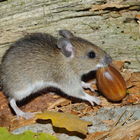 Październik to pora najwyższej liczebności myszy leśnej Fot. Paweł Fabijański 