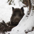 Dziki wkopują się w śnieg, który chroni je przed zimnem Fot. Paweł Fabijański 